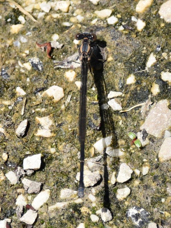Photo of Blue-tipped Dancer
