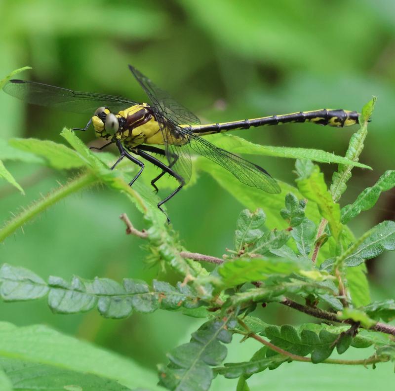 Photo of Black-shouldered Spinyleg