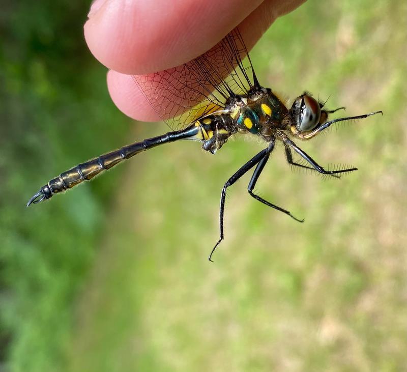 Photo of Ocellated Emerald