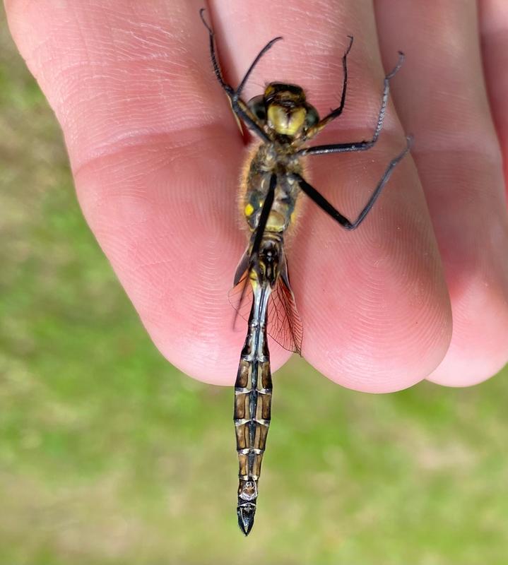 Photo of Ocellated Emerald