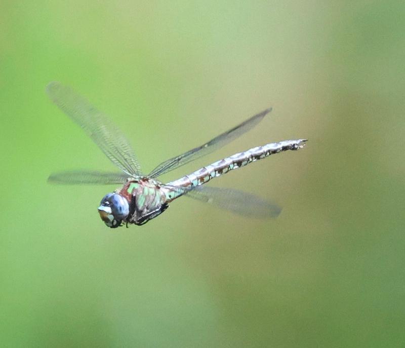 Photo of Cyrano Darner