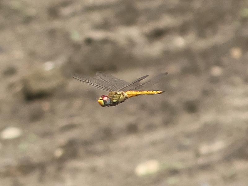 Photo of Wandering Glider
