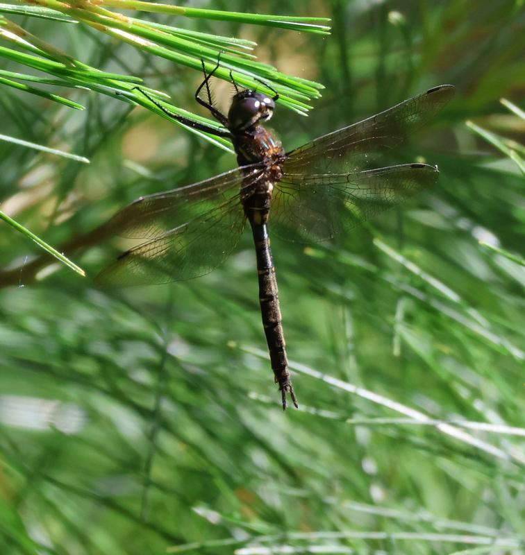 Photo of Forcipate Emerald