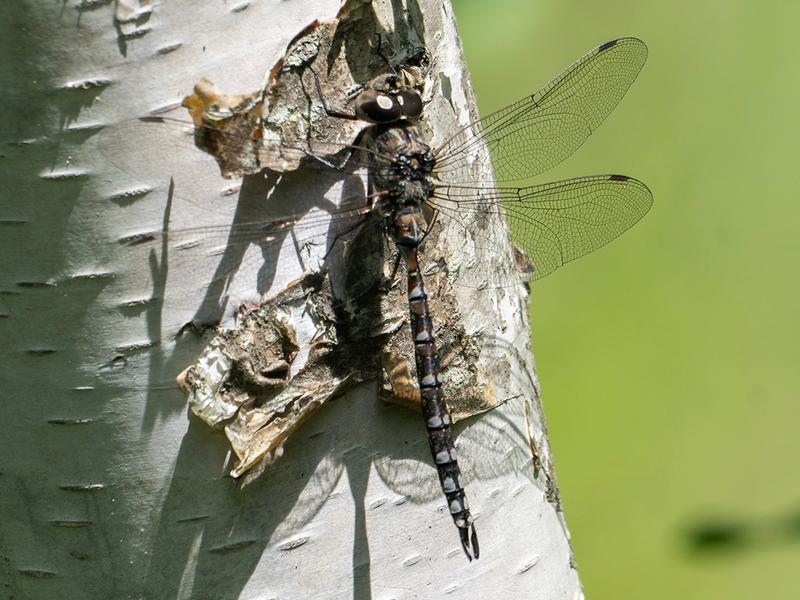 Photo of Canada Darner
