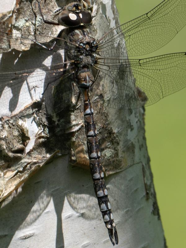Photo of Canada Darner