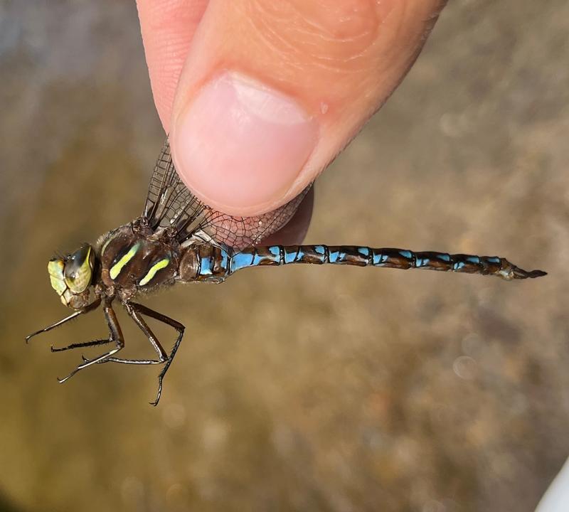 Photo of Springtime Darner