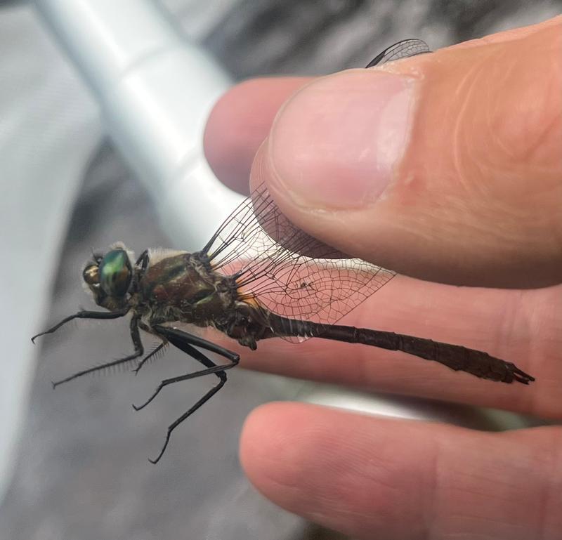Photo of American Emerald