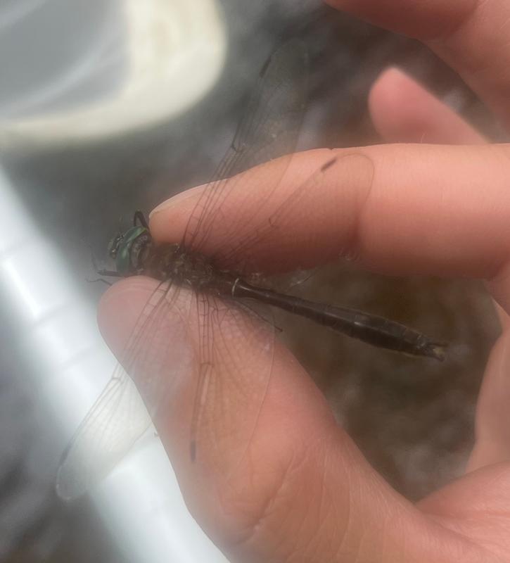 Photo of American Emerald