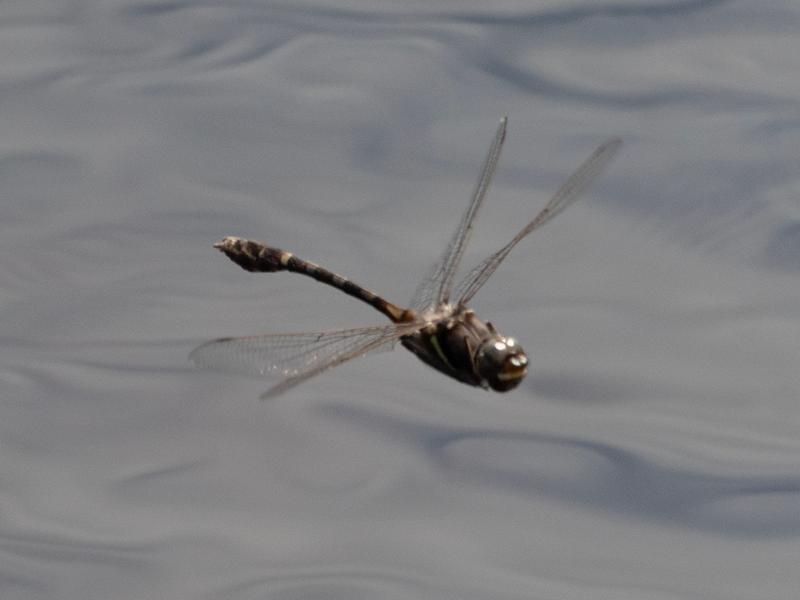 Photo of Stream Cruiser