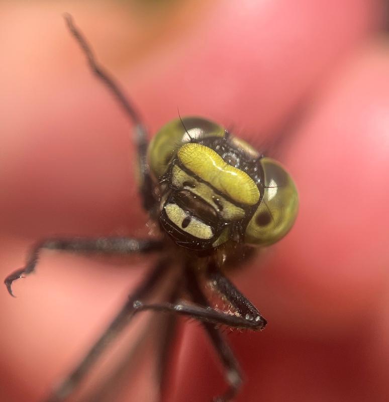 Photo of Mustached Clubtail
