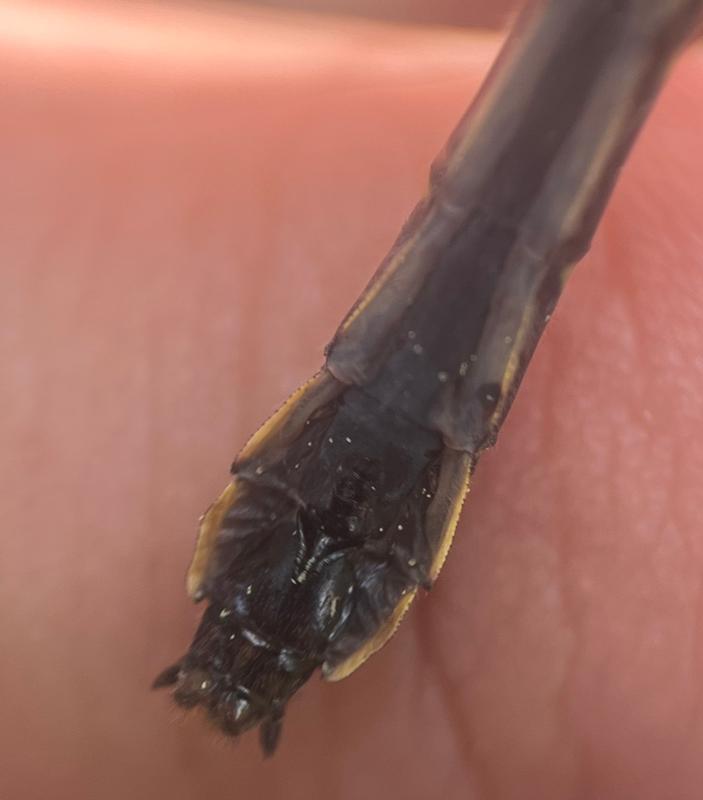 Photo of Mustached Clubtail