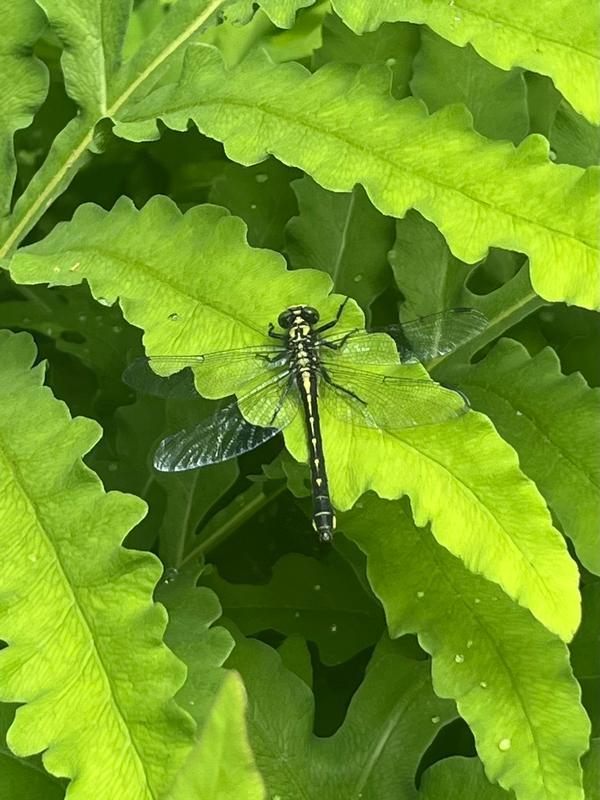 Photo of Mustached Clubtail