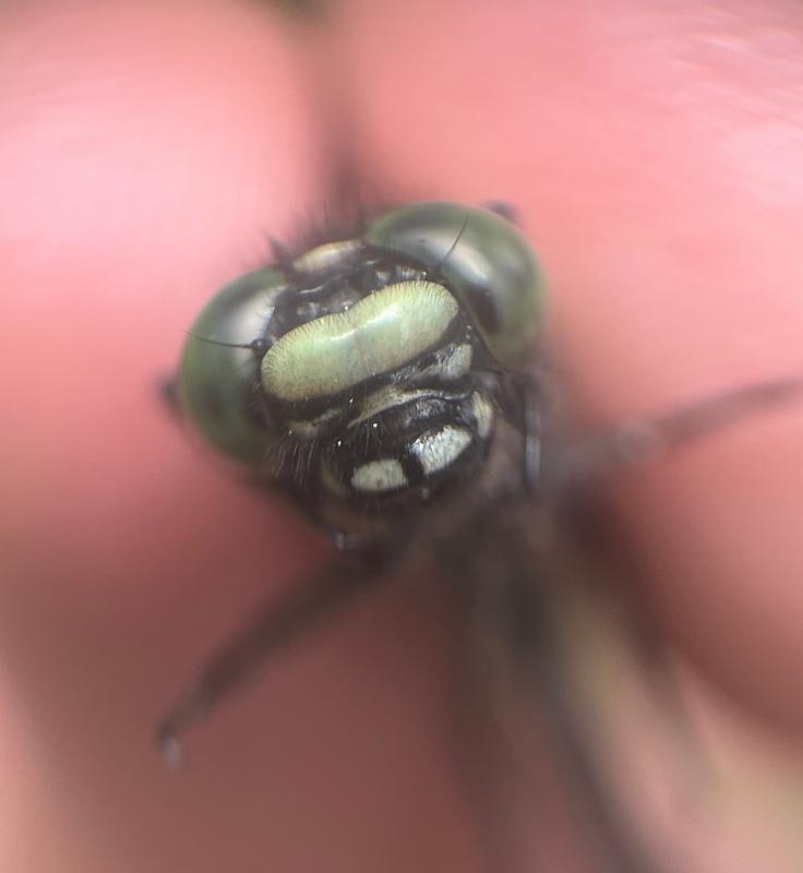 Photo of Mustached Clubtail