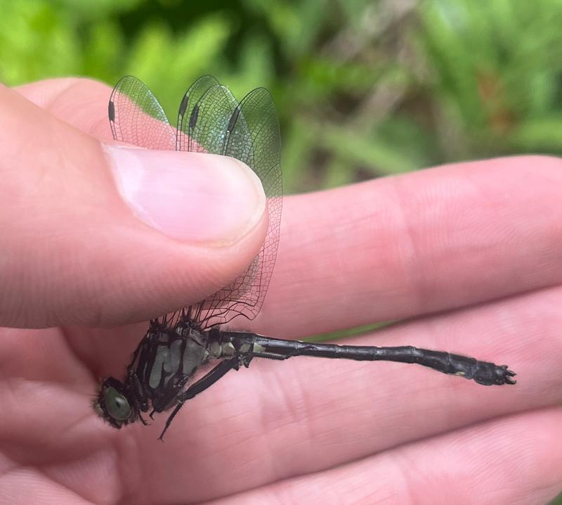 Photo of Mustached Clubtail