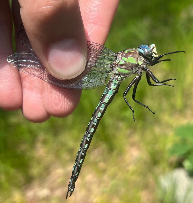 Photo of Cyrano Darner