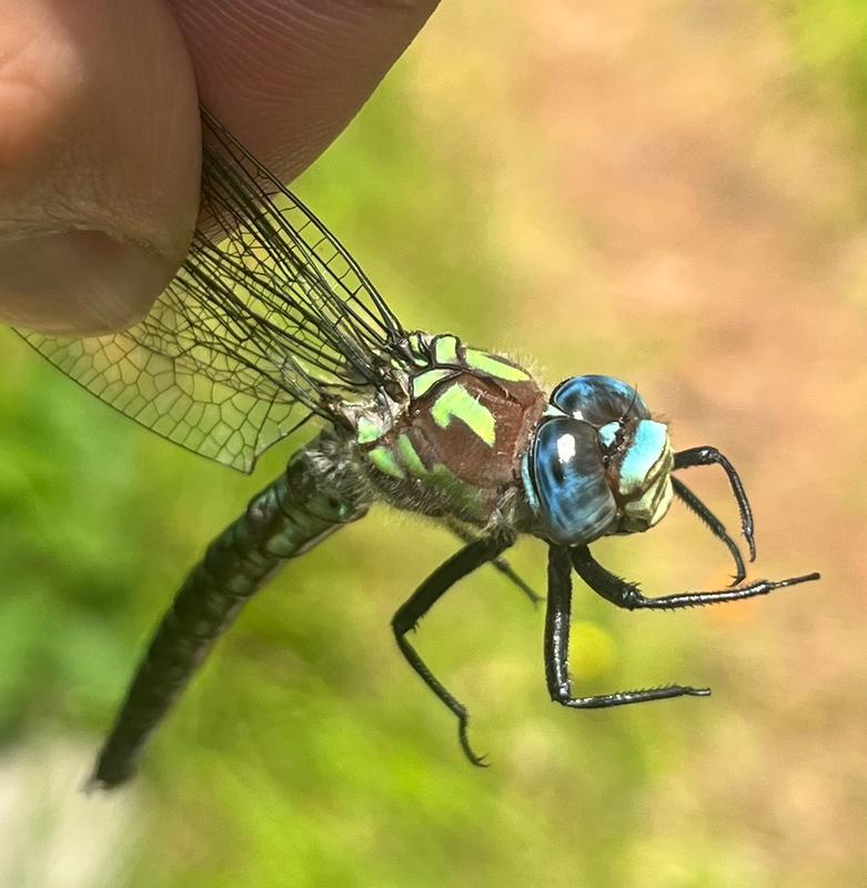 Photo of Cyrano Darner