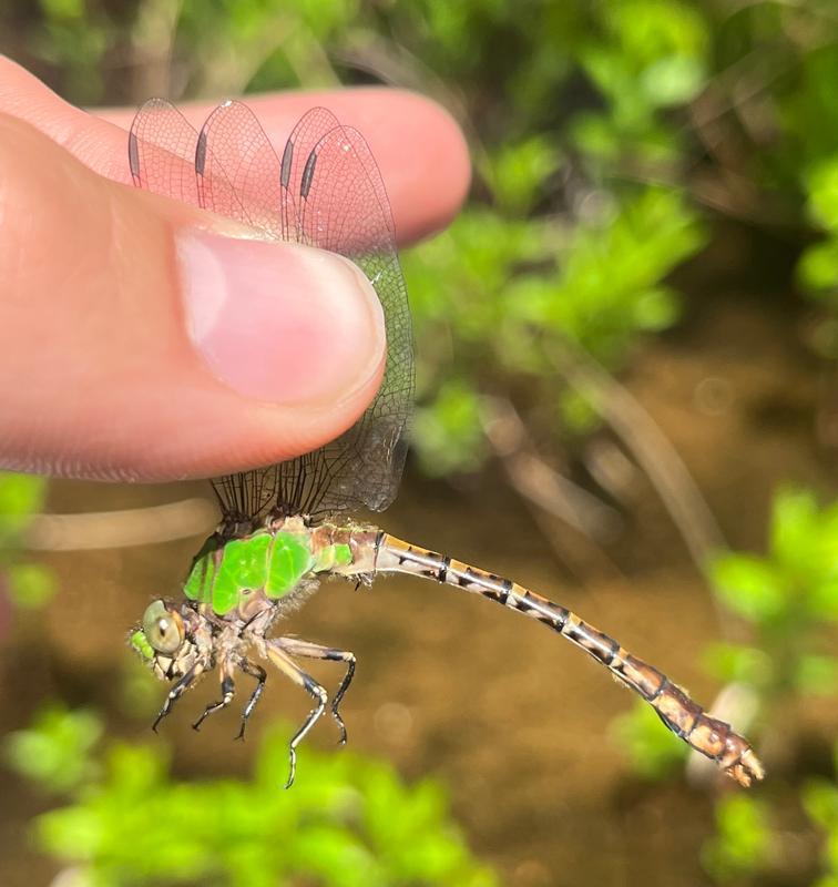 Photo of Rusty Snaketail