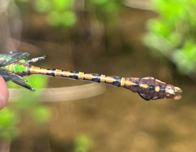 Photo of Rusty Snaketail