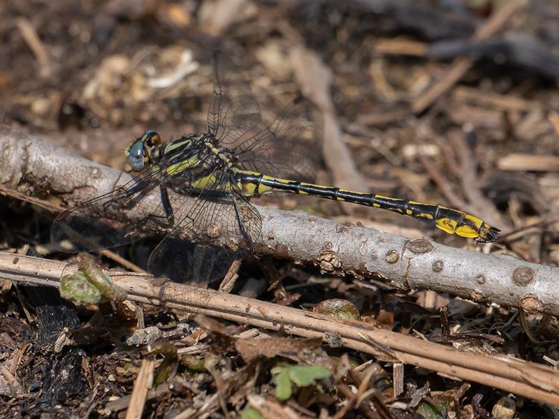 Photo of Lancet Clubtail
