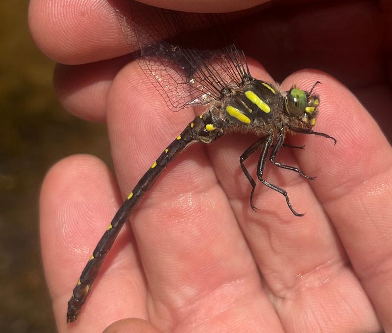 Photo of Twin-spotted Spiketail