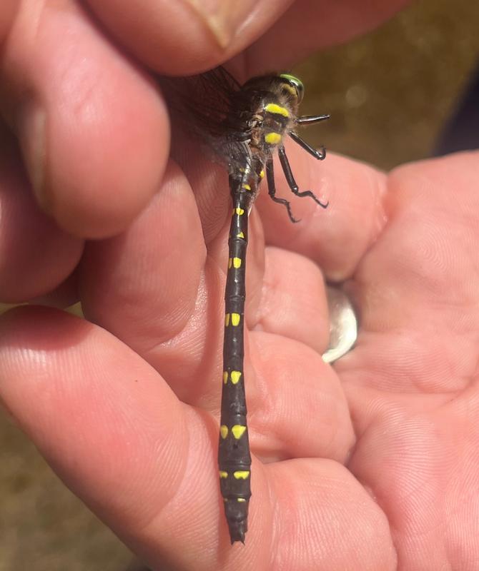 Photo of Twin-spotted Spiketail