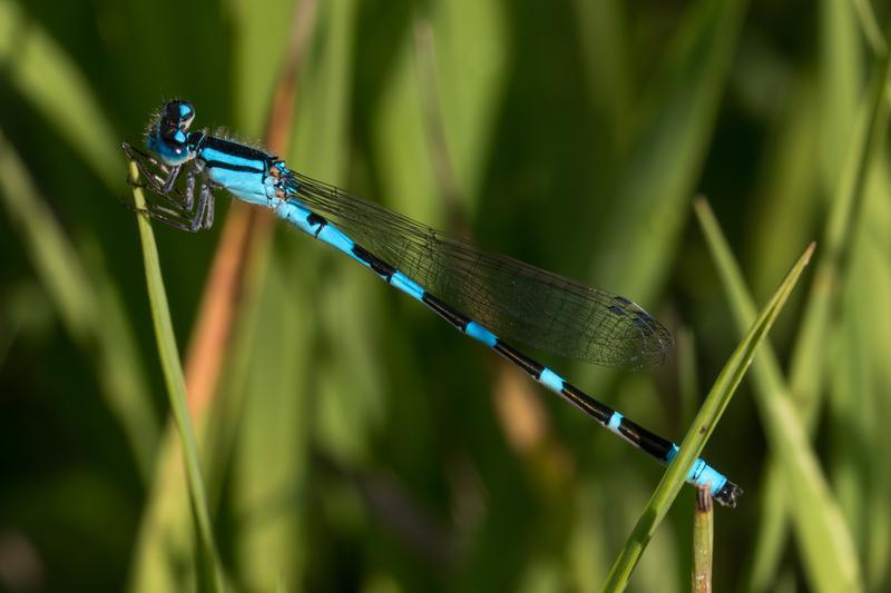 Photo of Tule Bluet