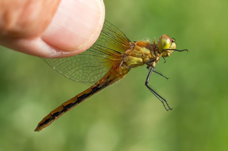 Photo of White-faced Meadowhawk