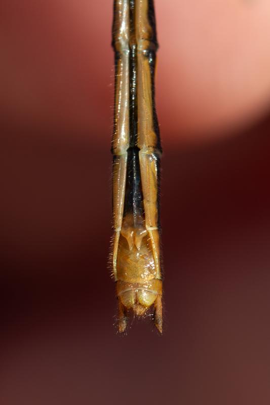 Photo of White-faced Meadowhawk