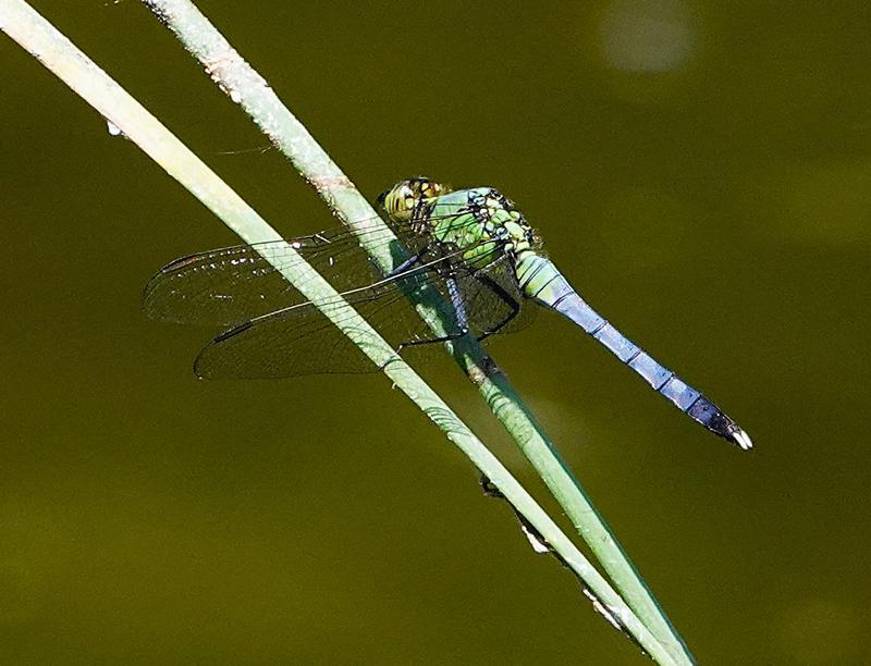 Photo of Eastern Pondhawk
