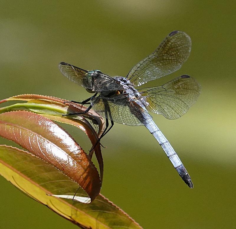 Photo of Blue Dasher
