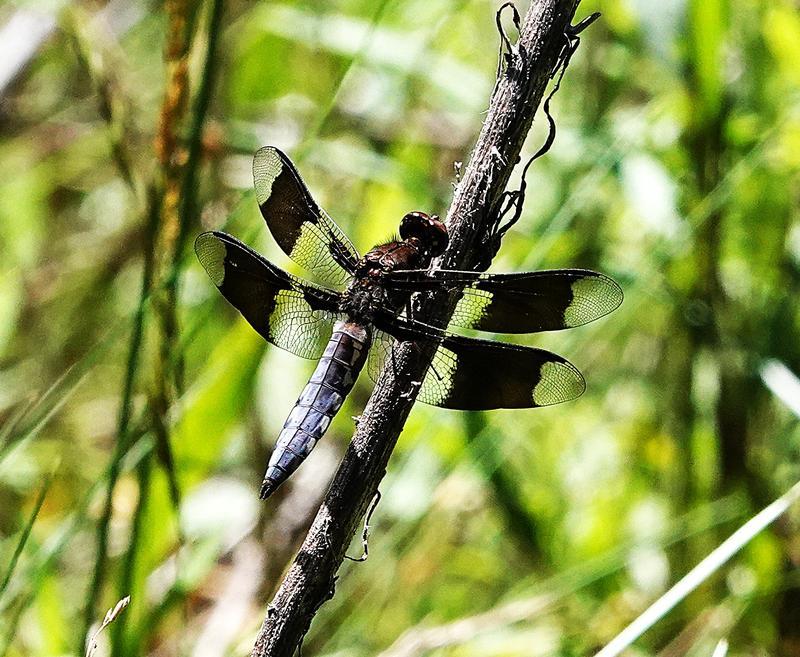 Photo of Common Whitetail