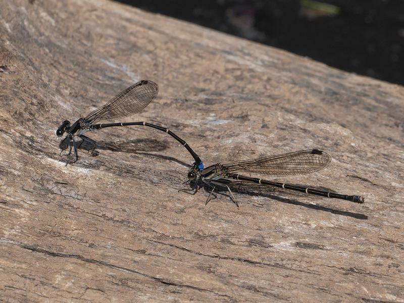 Photo of Blue-tipped Dancer
