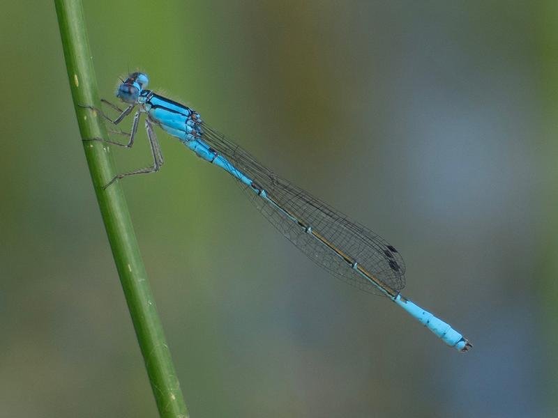 Photo of Azure Bluet