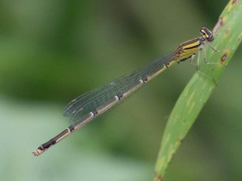 Photo of Orange Bluet
