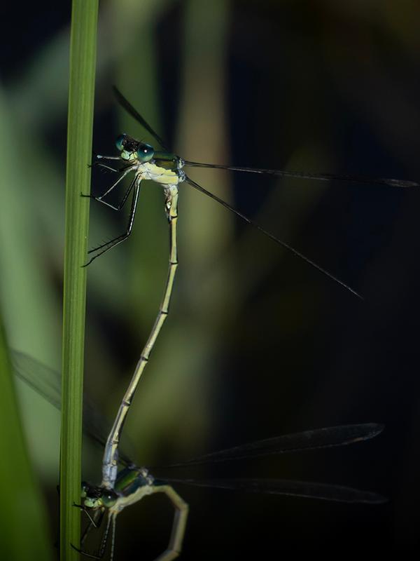 Photo of Elegant Spreadwing