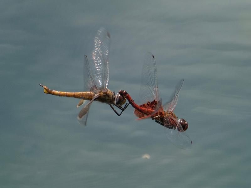 Photo of Red Saddlebags