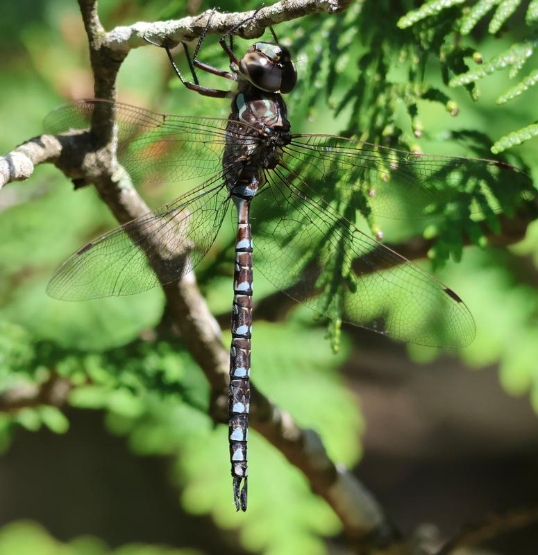 Photo of Canada Darner