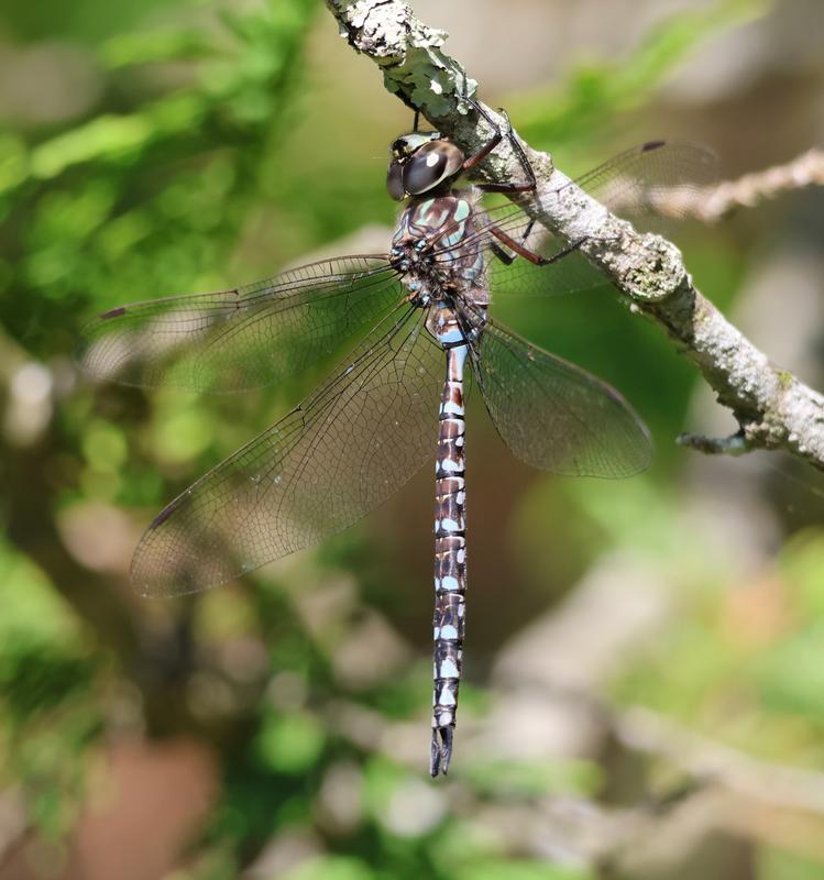 Photo of Canada Darner