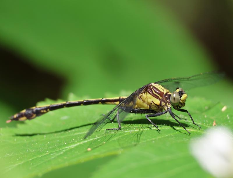 Photo of Black-shouldered Spinyleg