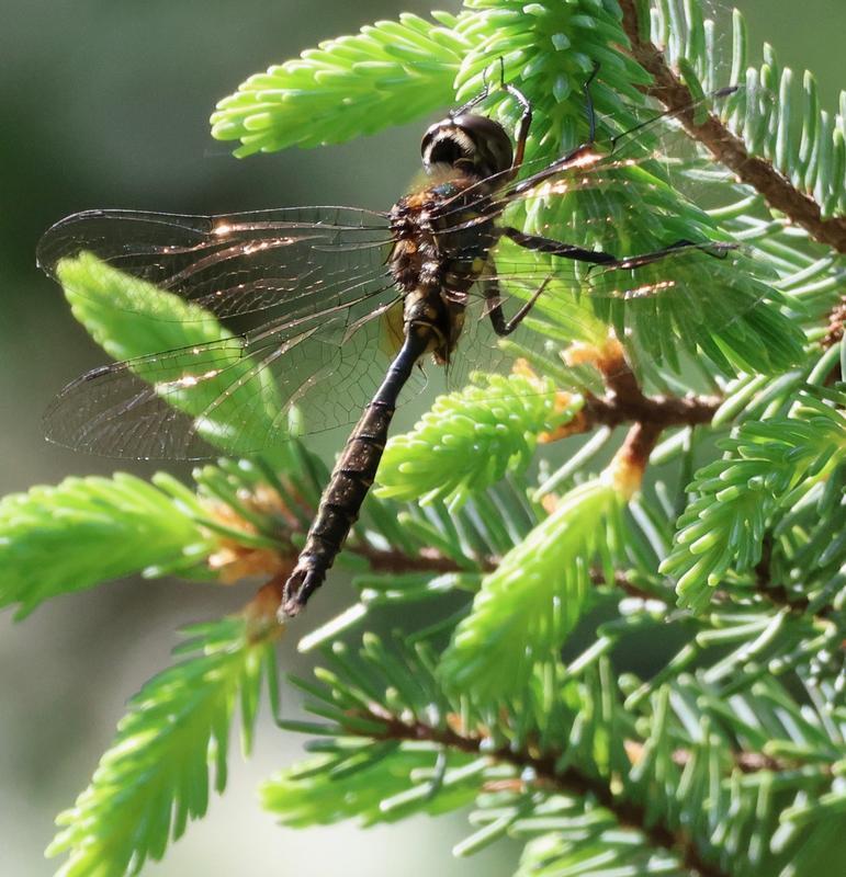 Photo of Brush-tipped Emerald