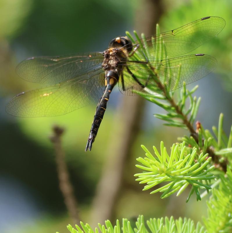 Photo of Brush-tipped Emerald