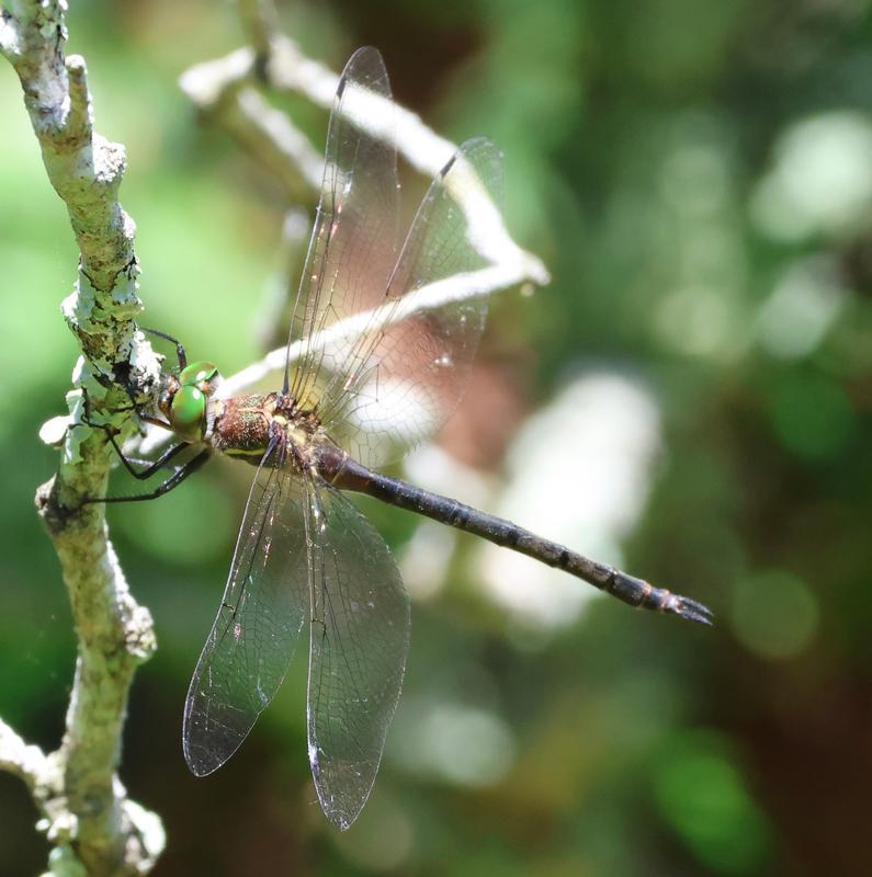 Photo of Hine's Emerald