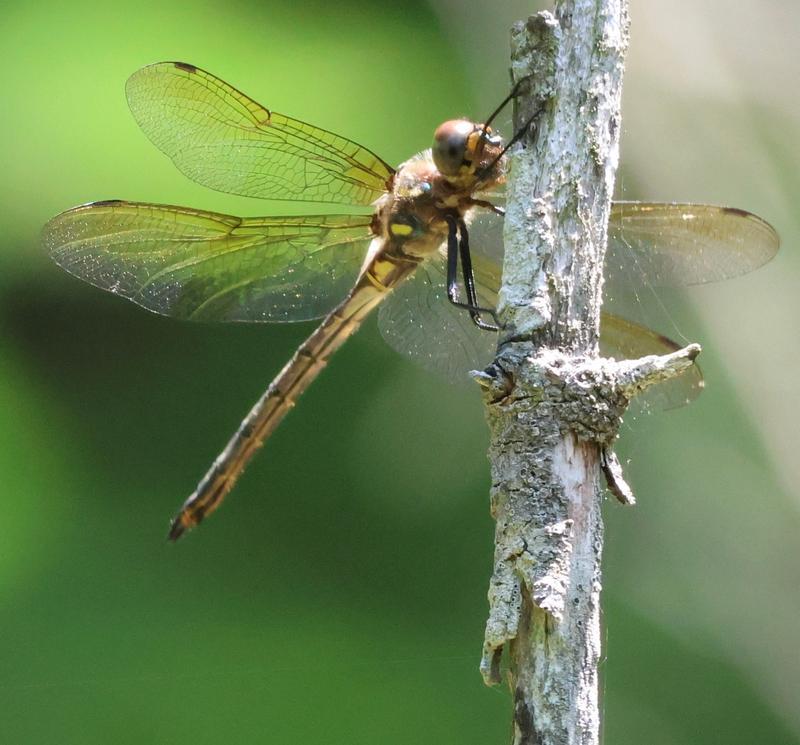 Photo of Hine's Emerald