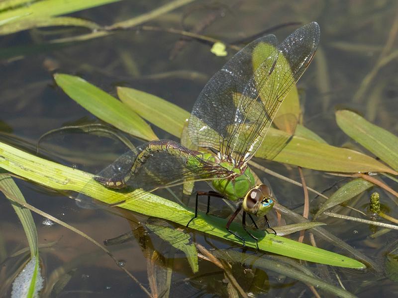 Photo of Common Green Darner
