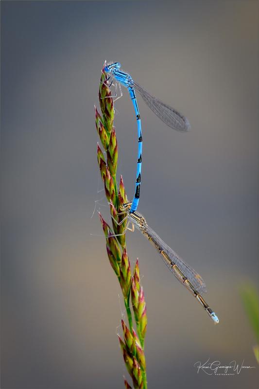 Photo of Double-striped Bluet