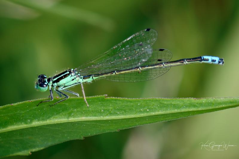 Photo of Eastern Forktail