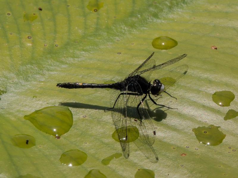 Photo of Dot-tailed Whiteface