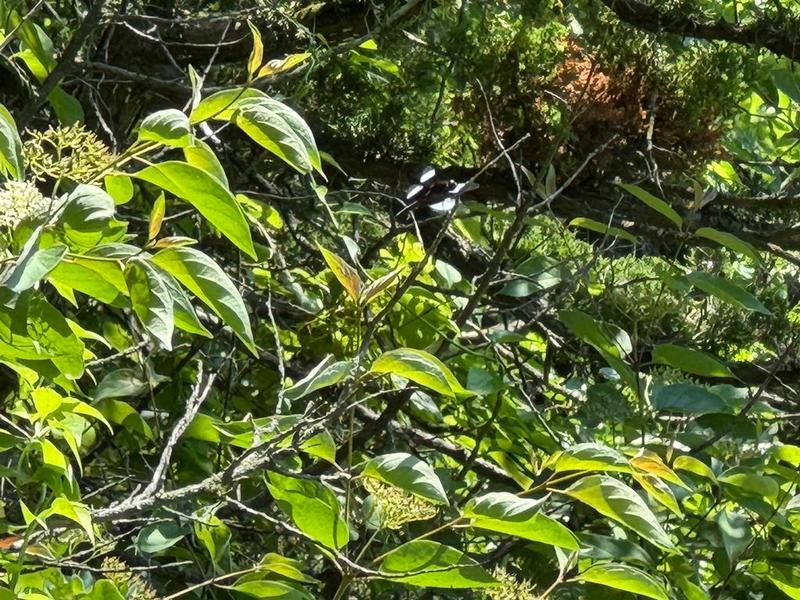 Photo of Widow Skimmer