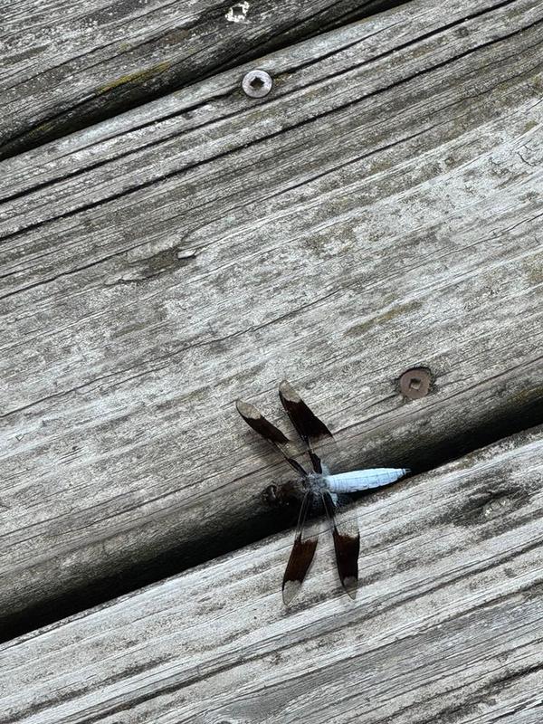 Photo of Common Whitetail