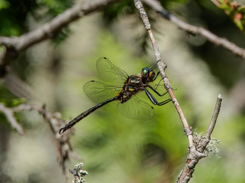 Photo of Hine's Emerald